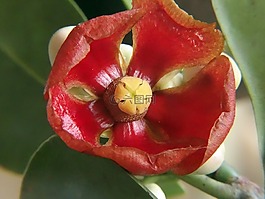 花卉,红色花,植物