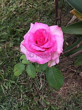 花卉,羅莎,粉紅色的花