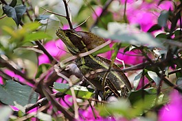 蜥蜴,動物世界,性質(zhì)