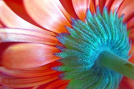 非洲菊,花,花瓣