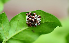 bug,葉的 bug,錯(cuò)誤