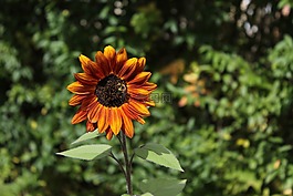 向日葵,蜜蜂,橙色