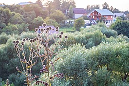 藍(lán)刺,背景,性質(zhì)
