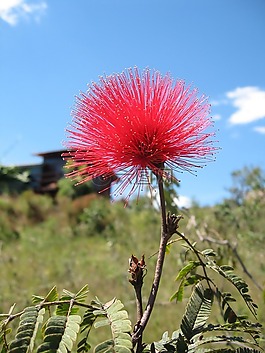 caliandra,高原,花卉