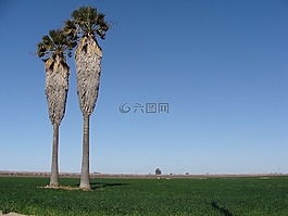 棕櫚樹,原野,棕櫚