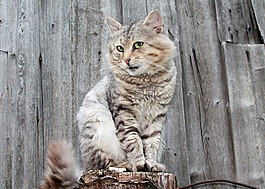 猫,宠物,只灰色的猫