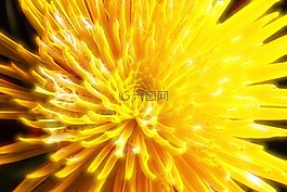 花,菊花,花的