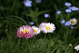 鮮花,小花朵,花園的花