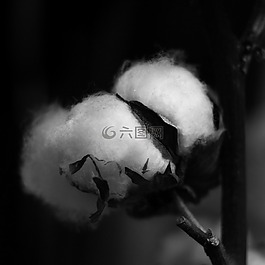 棉花,廠,膠囊