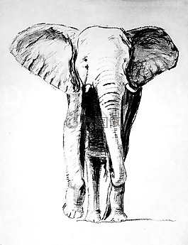 象,繪圖,碳