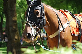 競賽,馬,馬場