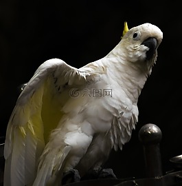 鸚鵡,鳥,白