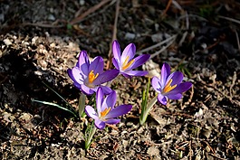 krokus,花,藏红花