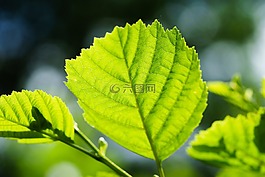 葉子,背光,結(jié)構(gòu)