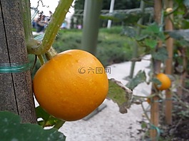 水果,植物,南瓜