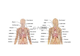 男子,女子,架構(gòu)