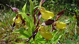 frauenschuh,orchideenblüte,黄色