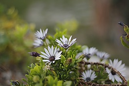 花卉,綠色,植物