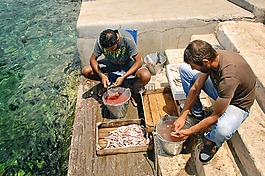 漁民,魚,海鮮