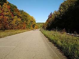 秋,路,樹