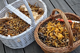 蘑菇,海绵篮子,蘑菇蘑菇