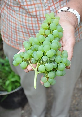 葡萄,溫室,水果