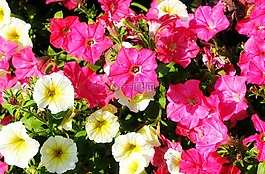 花,矮牽牛,夏天波矮牽牛