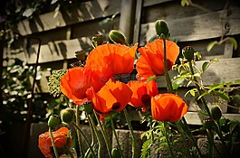 罌粟,紅罌粟,klatschmohn