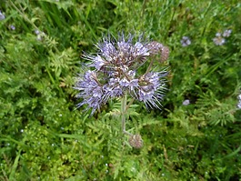 蜜蜂,蜜蜂的朋友,bueschelschoen