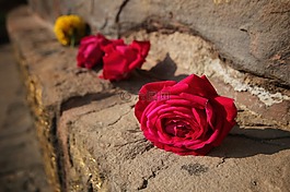 玫瑰,紅色,花