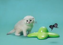 貓,動物,寵物