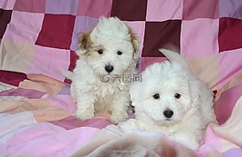 小狗,狗,動物