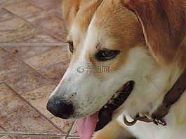 狗,快樂,犬