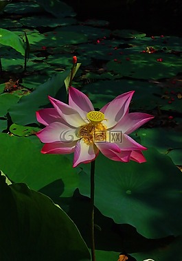 花,越南,鮮花