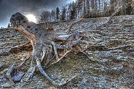 樹,根,hdr