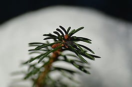 春天,宏,云杉