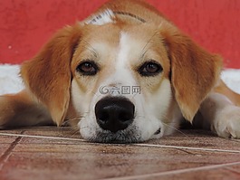 狗,寵物,快樂