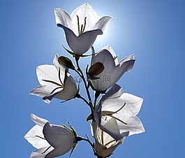 廠,性質(zhì),活
