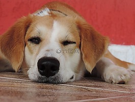 狗,寵物,快樂