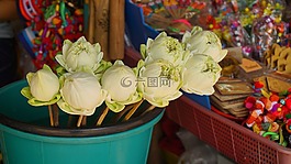 蓮花,花,開花