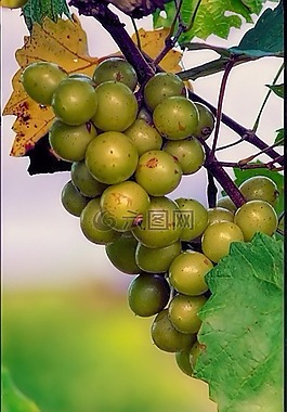葡萄,scupernongs,綠色
