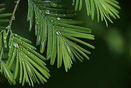 雨后,植物,绿色
