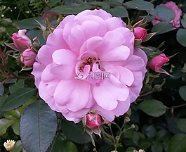 粉色,花,粉紅色的花