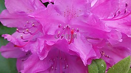 杜鵑,引誘,開(kāi)花