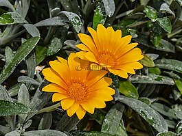 自然,植物區(qū)系,冬天