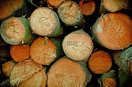 性質(zhì),樹,松