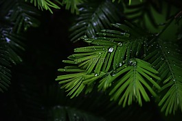 水滴,雨后,下雨