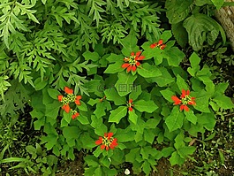 ショウジョウソウ,大戟科植物,夏天花