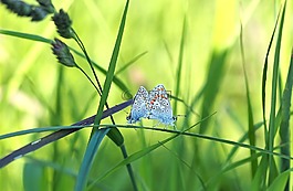 昆蟲,性質(zhì),活