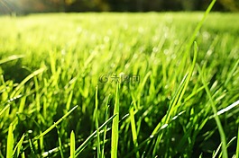 草,草葉,草坪